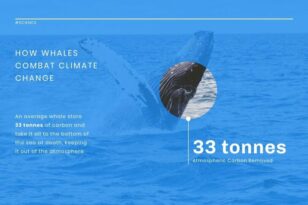 Whale's Carbon News Visualization Template